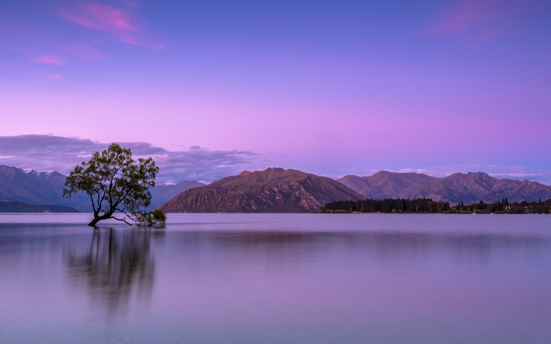 A single tree standing alone in a still lake at dusk