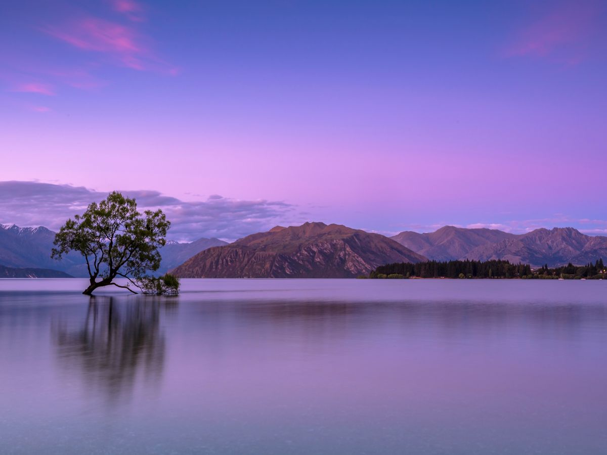 A single tree standing alone in a still lake at dusk, with mountains behind
